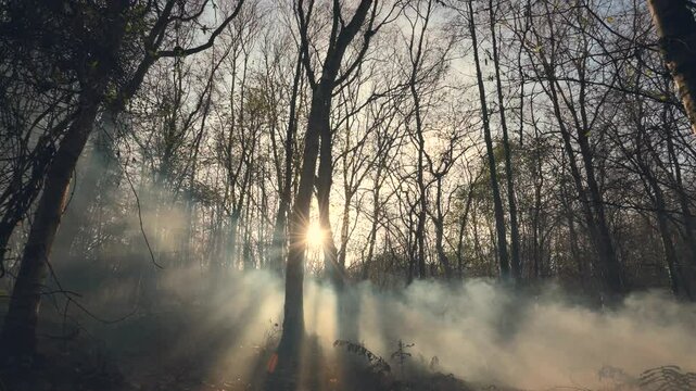A Mysterious Walk Through Smoky Woods Towards the Sunrise and Dark Shadows