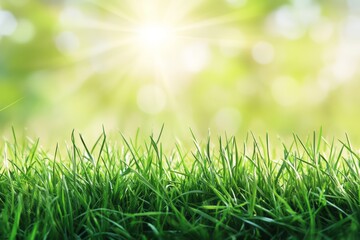 Lush Green Grass Under Bright Sunny Sky