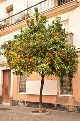 Naklejka premium Orange tree with ripe oranges on the city street
