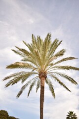 Obraz premium Palm tree against the sky during the day