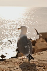 A seagull stands on the embankment near the sea