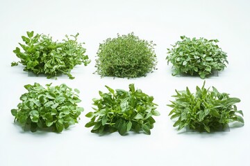 Fototapeta premium Fresh green herbs arranged in a grid layout on a white background, ideal for food presentations, backgrounds, posters, and culinary illustrations.