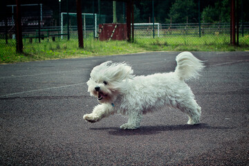 dog, bichon, white dog