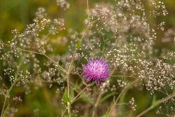a field with tall grass and a sky with trees in the background