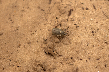 a bug with a yellow tag on its nose