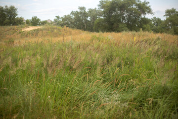 a field with tall grass and a sky with trees in the background