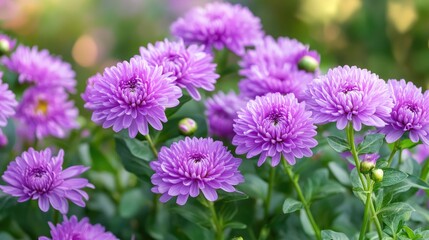 Beautiful purple flowers in soft focus blooming vibrantly in a serene garden setting ideal for background and nature themes.