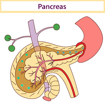 illustration of a pancreas