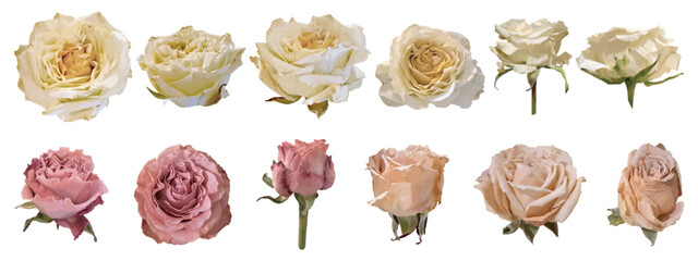 Collection of realistic roses