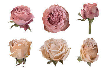Collection of realistic roses