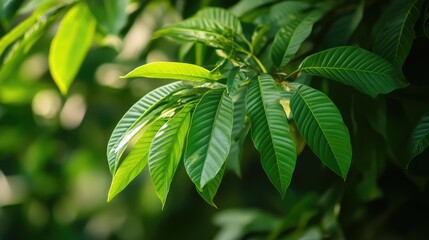 Lush green leaves of a tree showcasing nature's beauty in a serene garden setting with a soft focus background representing tranquility.