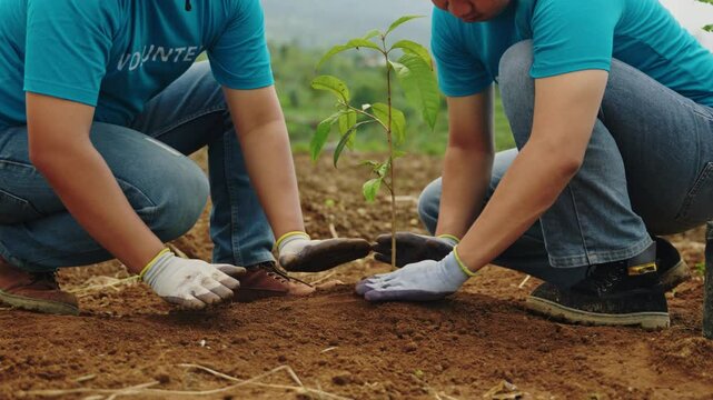 Environmental Volunteers Enthusiastically Plant Trees. Two Males Contribute to Reforestation for Nature Preservation. Eco volunteers, forest restoration, global crisis action, planting trees