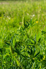 Unopened flowers on Bigleaf Lupine