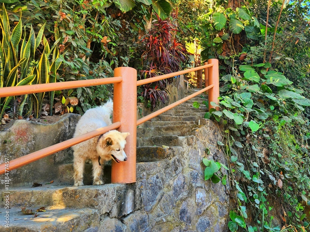 Wall mural White dog explores a stone pathway surrounded by lush greenery in a tropical setting