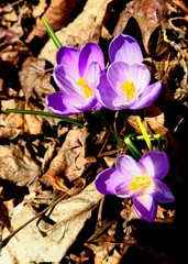 Vibrant purple crocuses blooming through fallen leaves in early spring sunshine
