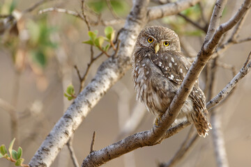 Austral Pygmy Owl on a forest