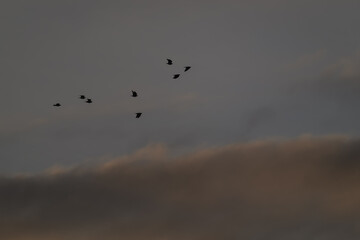 Birds silhouettes flying high in the sky with cloud.
