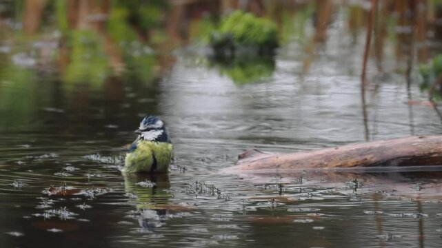 Blaumeisen&nbsp;(Cyanistes caeruleu)  baden