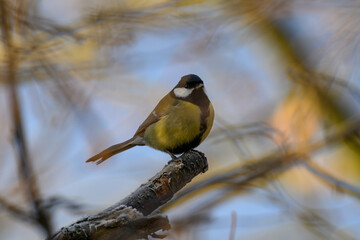 Great tit outdoors on a leafless branch.

