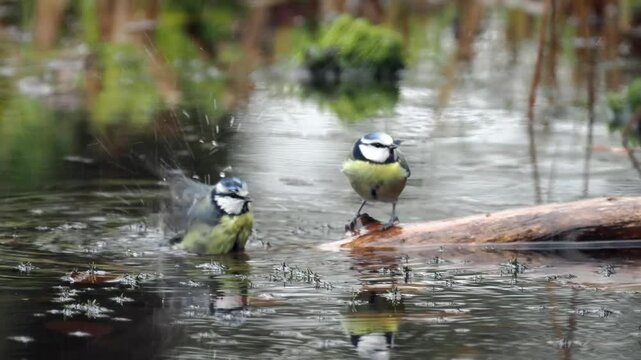 Blaumeisen&nbsp;(Cyanistes caeruleu)  baden
