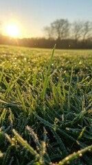 Early Morning Frost on Green Grass with Sunrise in the Background, Capturing the Beauty of Nature and Freshness of a New Day, Winter Feel, Tranquil Landscape