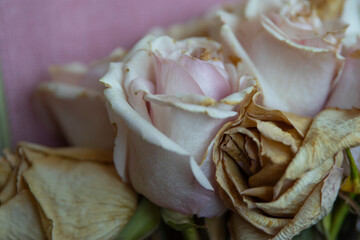 White roses with pale pink hues on the petals have dried and turned a golden-brown color. The flowers are set against a pink fabric background with a soft blurred focus: tenderness, romance