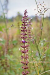 Vibrant Wildflower Blooming in a Natural Meadow Setting