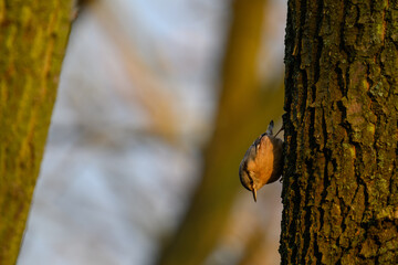 Nuthatch bird on a branch in the rising sun.
