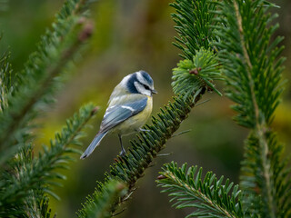 Blaumeise (Cyanistes caeruleu)