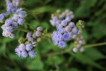 Close-Up of Vibrant Purple Ageratum Flowers Against a Green Natural Background