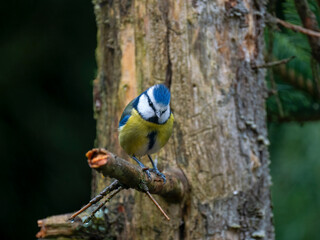 Blaumeise (Cyanistes caeruleu)