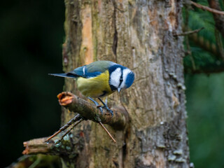 Blaumeise (Cyanistes caeruleu)