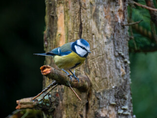 Blaumeise&nbsp;(Cyanistes caeruleu)