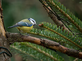 Blaumeise (Cyanistes caeruleu)
