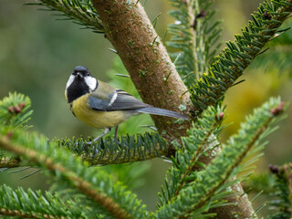 Blaumeise (Cyanistes caeruleu)