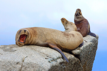 Sea Wolves resting on a rock