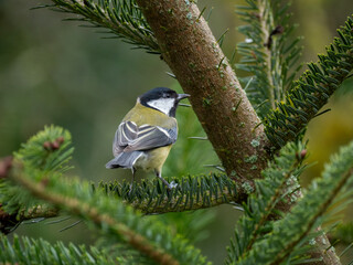 Blaumeise (Cyanistes caeruleu)