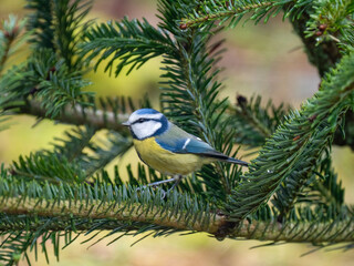 Blaumeise (Cyanistes caeruleu)