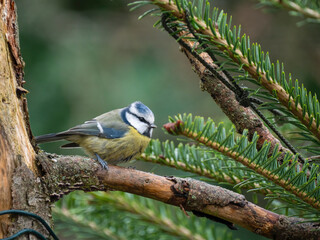 Blaumeise (Cyanistes caeruleu)
