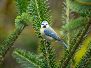Blaumeise (Cyanistes caeruleu)