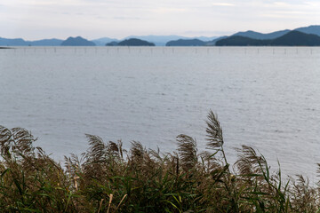 reeds and islands at the seaside