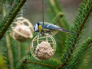 Blaumeise (Cyanistes caeruleu)