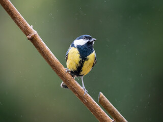  Kohlmeise (Parus major)