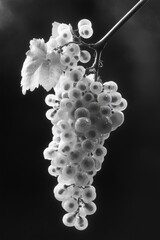 Frozen Grapes on the Vine