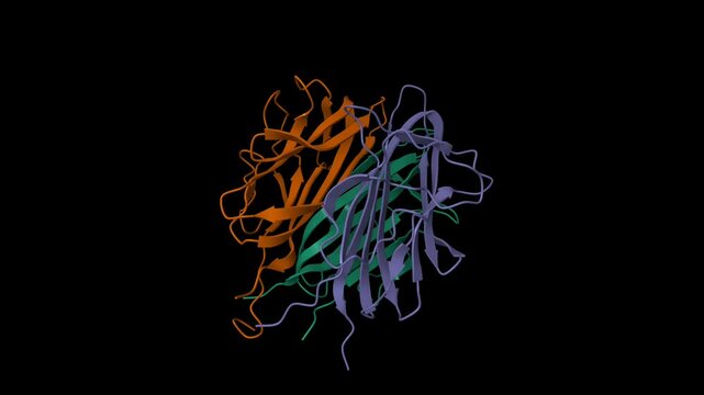 Structure of the trimeric globular domain of adiponectin. Animated 3D cartoon and molecular surface models isolated, PDB 6u66, chain id color scheme, black background