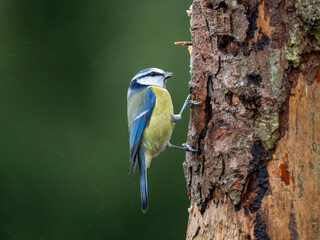 Blaumeise (Cyanistes caeruleu)