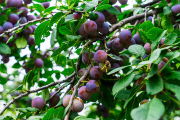 lilac sweet ripe plums hanging on trees in the garden