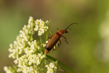 closeup view of insect at nature	