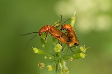 closeup view of insect at nature	