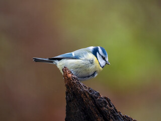 Blaumeise (Cyanistes caeruleu)